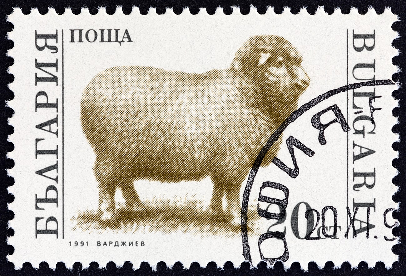 bulgarian postage stamp depicting a sheep