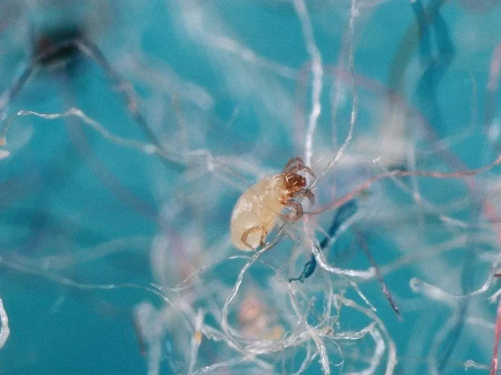 dust mite