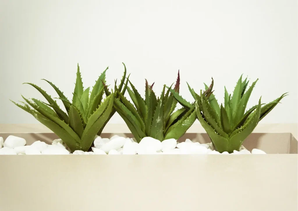 3 aloe vera plants in a large vase 