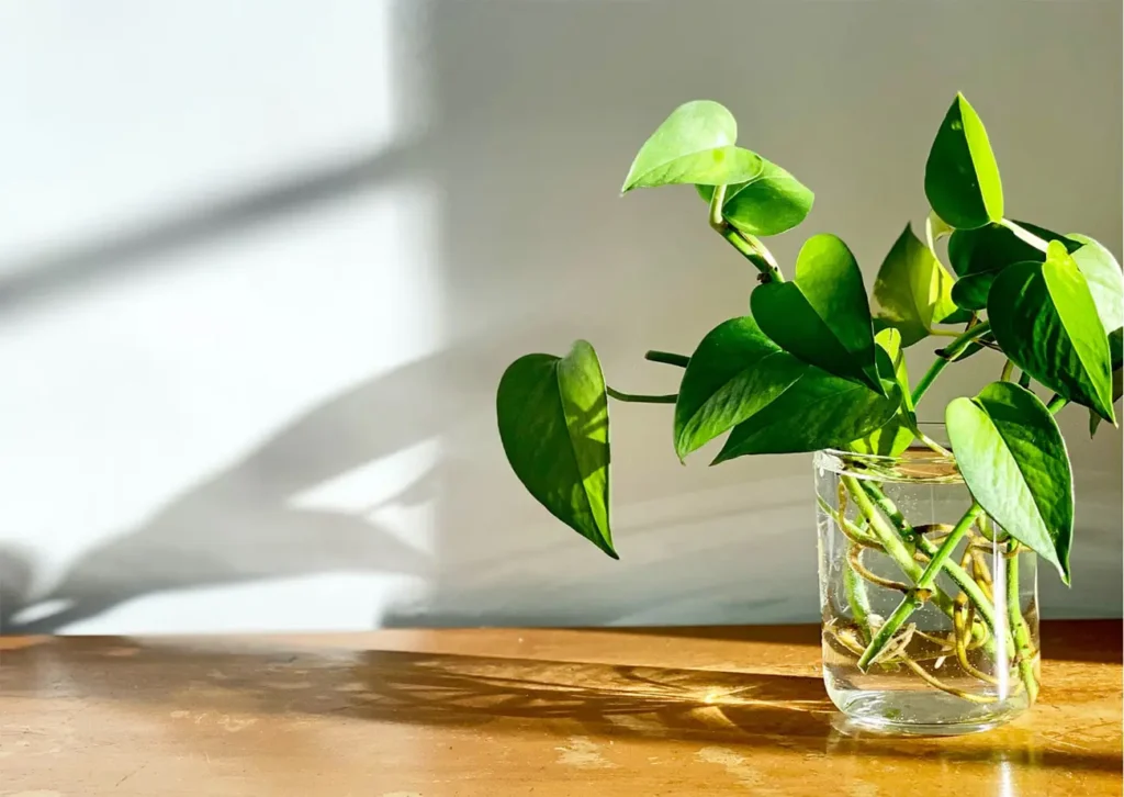 devils ivy in a glass vase
